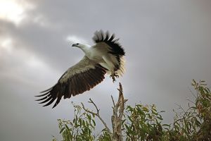 White Bellied Sea Eagle at Kakadu 